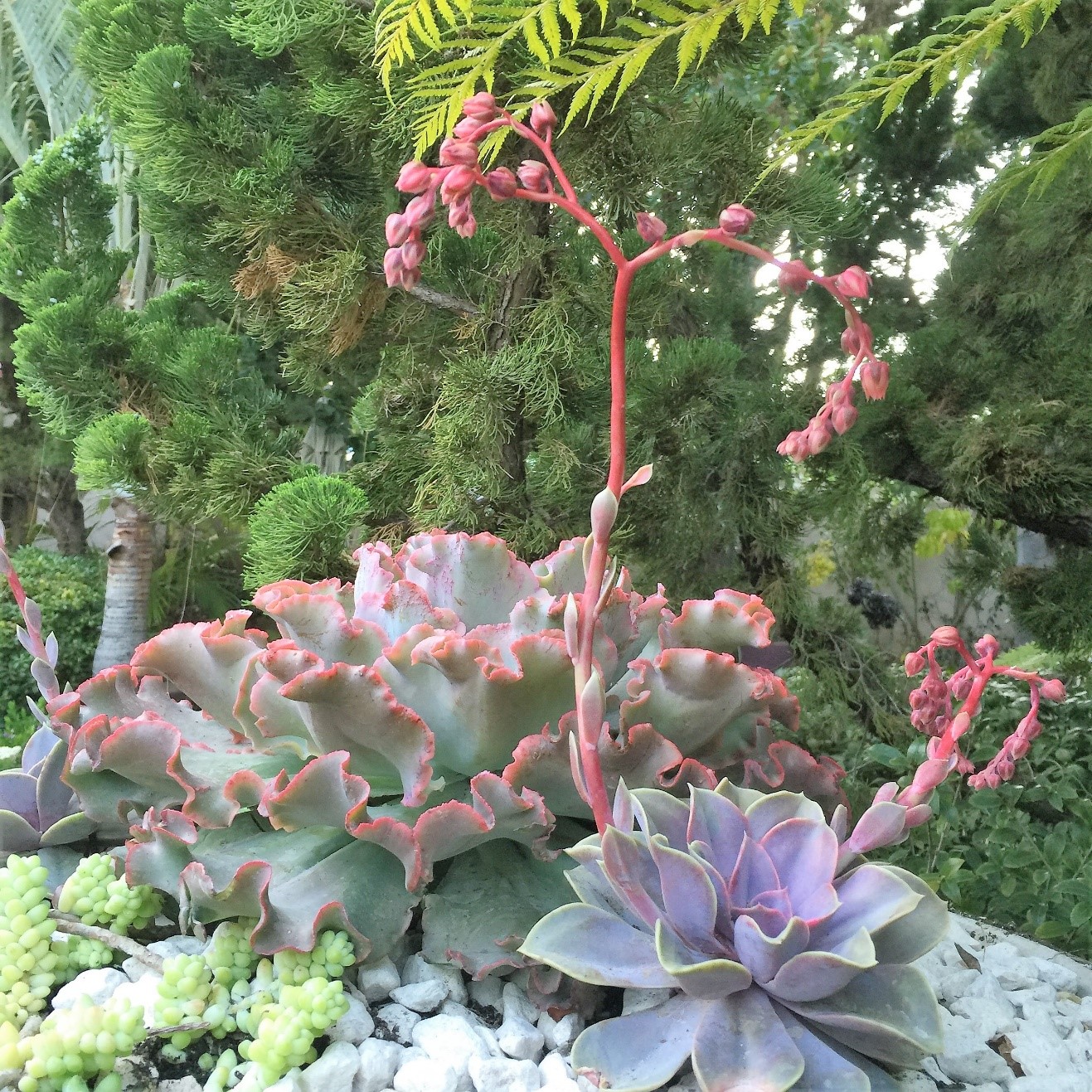 Succulent Group 8